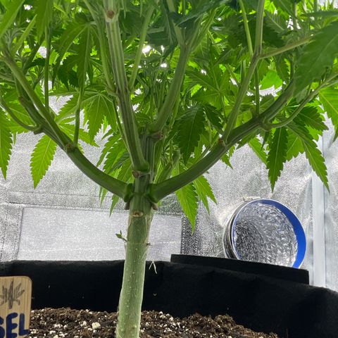 Sour diesel growlog timeline photo