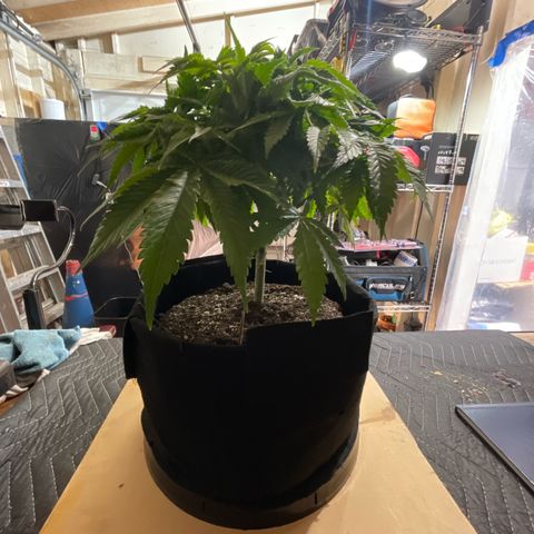 Sour diesel growlog timeline photo