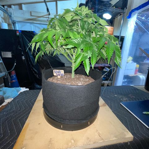 Sour diesel growlog timeline photo
