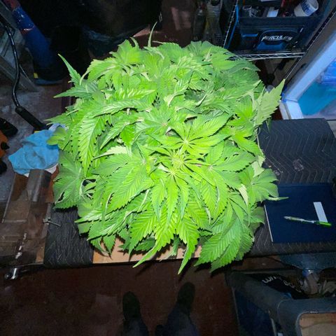 Sour diesel growlog timeline photo