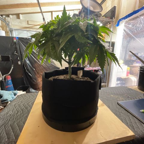 Sour diesel growlog timeline photo