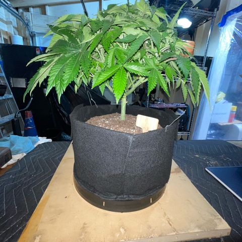 Sour diesel growlog timeline photo