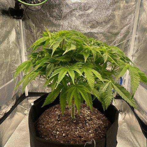 Sour diesel growlog timeline photo