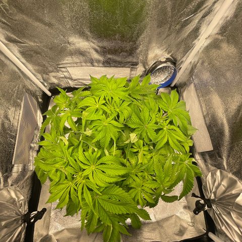 Sour diesel growlog timeline photo