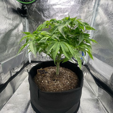 Sour diesel growlog timeline photo