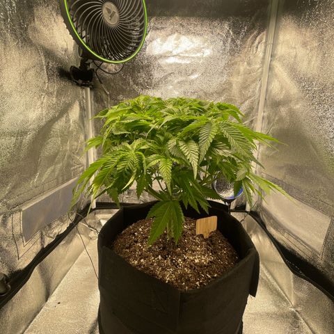 Sour diesel growlog timeline photo
