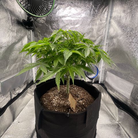 Sour diesel growlog timeline photo