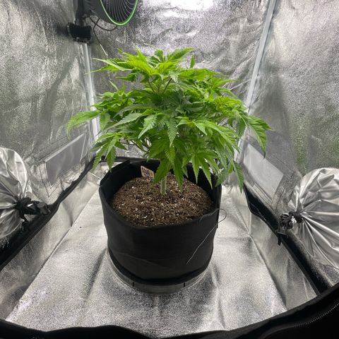 Sour diesel growlog timeline photo