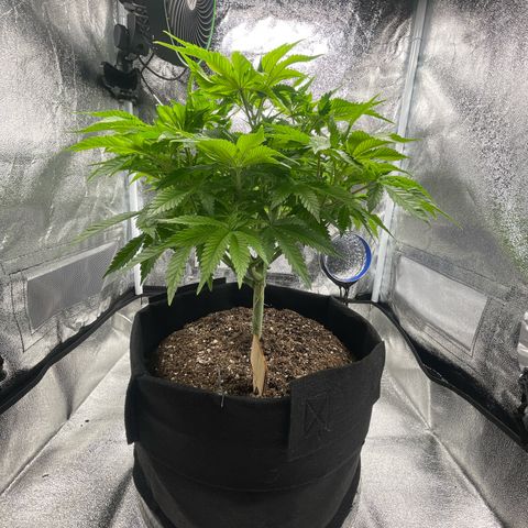 Sour diesel growlog timeline photo