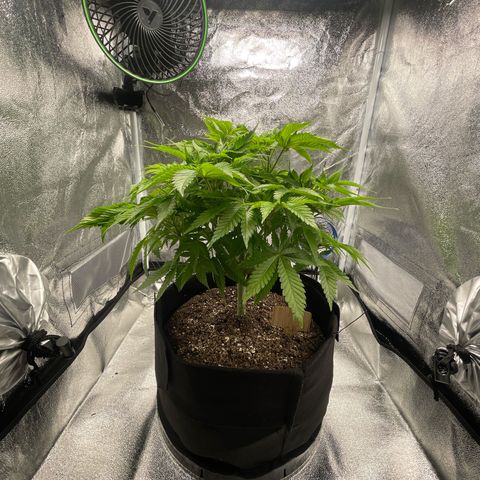 Sour diesel growlog timeline photo