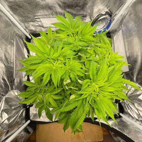 Sour diesel growlog timeline photo