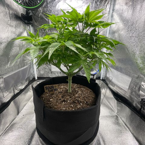 Sour diesel growlog timeline photo