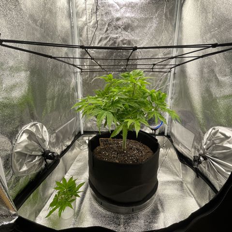 Sour diesel growlog timeline photo