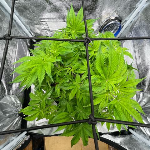 Sour diesel growlog timeline photo