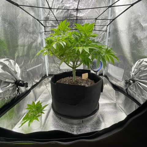 Sour diesel growlog timeline photo