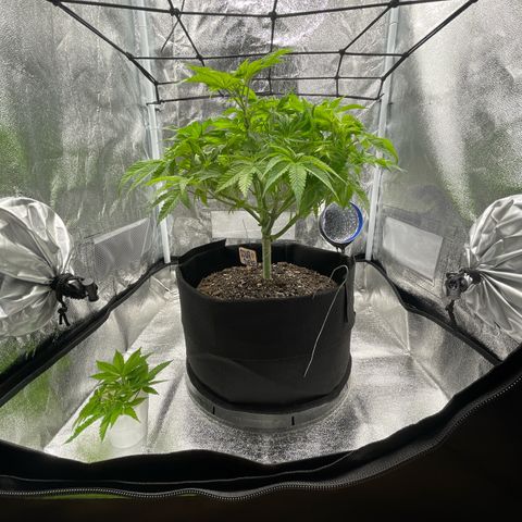 Sour diesel growlog timeline photo
