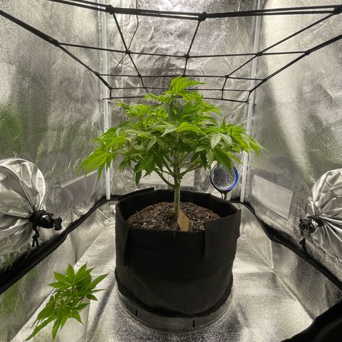 Sour diesel growlog timeline photo