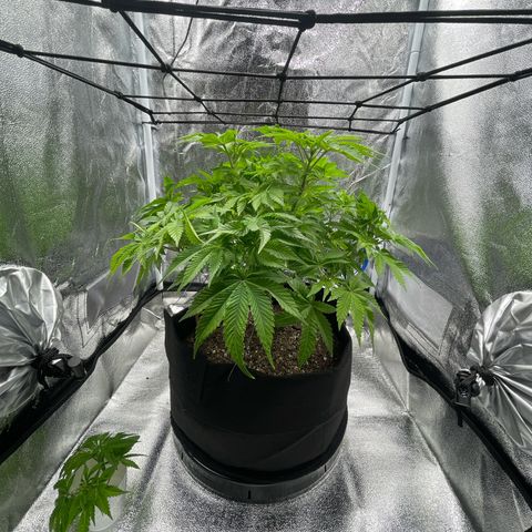Sour diesel growlog timeline photo