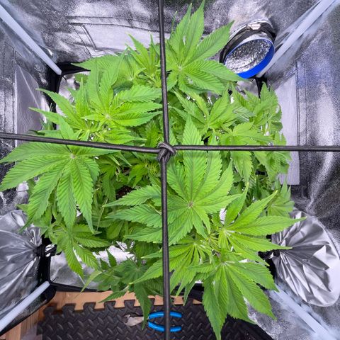 Sour diesel growlog timeline photo