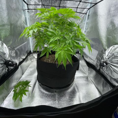 Sour diesel growlog timeline photo