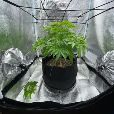 Sour diesel growlog timeline photo