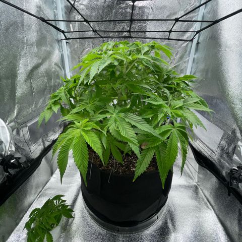 Sour diesel growlog timeline photo