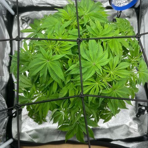 Sour diesel growlog timeline photo