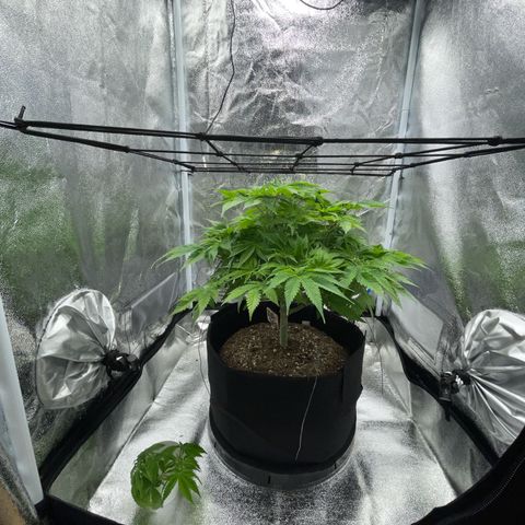 Sour diesel growlog timeline photo