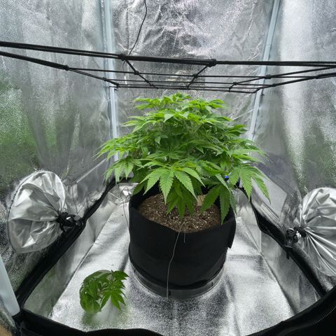 Sour diesel growlog timeline photo