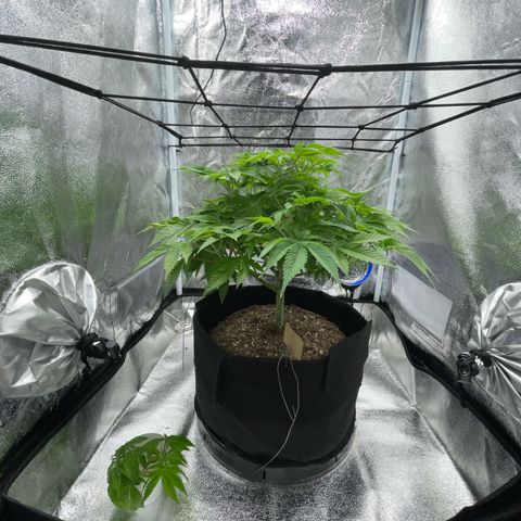 Sour diesel growlog timeline photo