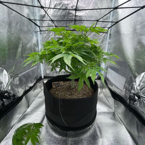 Sour diesel growlog timeline photo