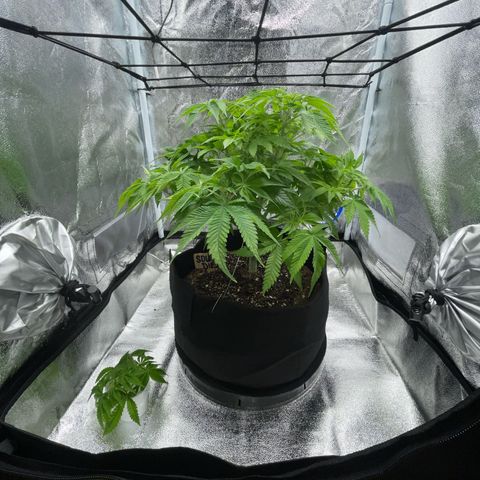 Sour diesel growlog timeline photo