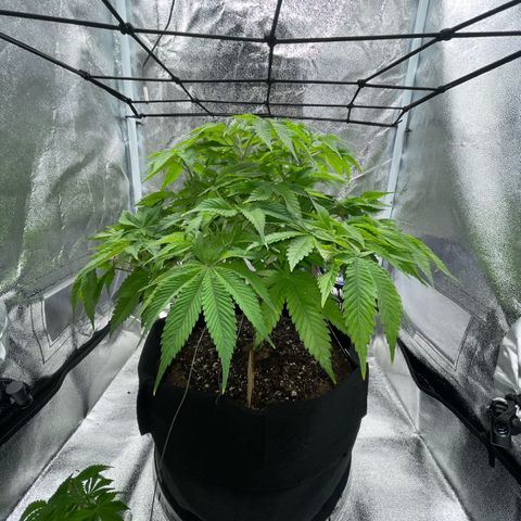 Sour diesel growlog timeline photo