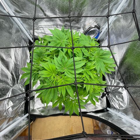 Sour diesel growlog timeline photo