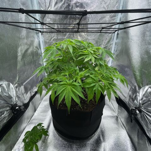 Sour diesel growlog timeline photo