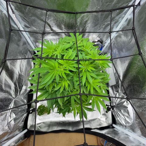 Sour diesel growlog timeline photo