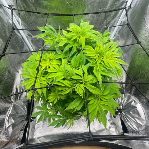 Sour diesel growlog timeline photo