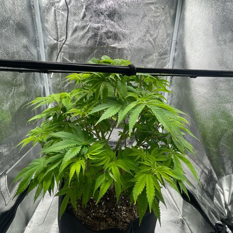 Sour diesel growlog timeline photo