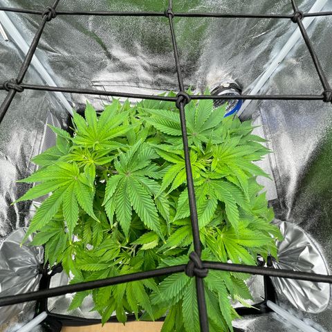 Sour diesel growlog timeline photo