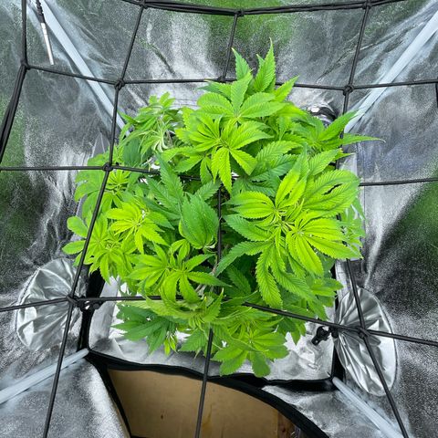 Sour diesel growlog timeline photo