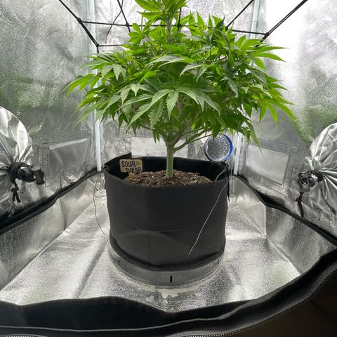 Sour diesel growlog timeline photo