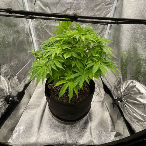 Sour diesel growlog timeline photo