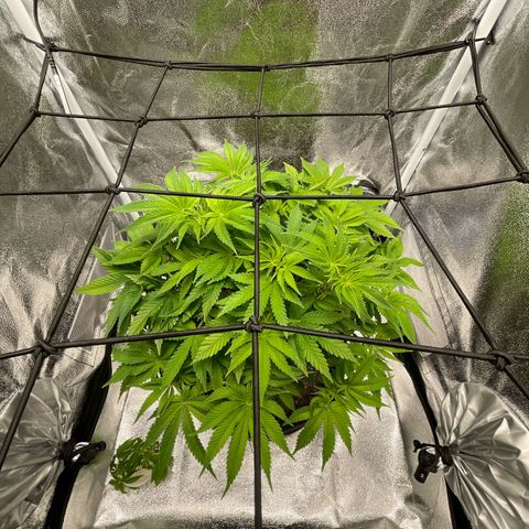 Sour diesel growlog timeline photo