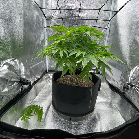Sour diesel growlog timeline photo