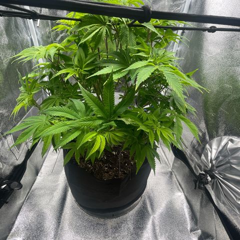 Sour diesel growlog timeline photo