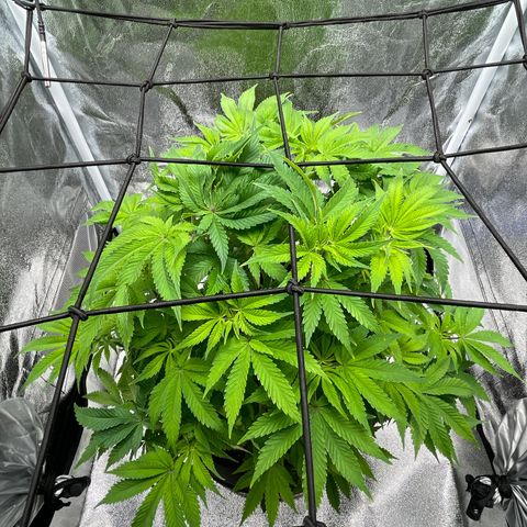 Sour diesel growlog timeline photo