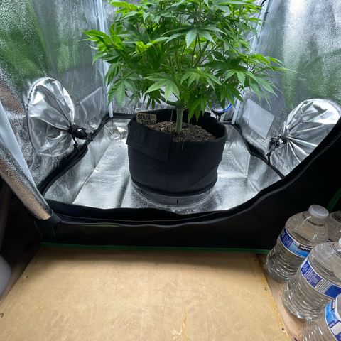 Sour diesel growlog timeline photo