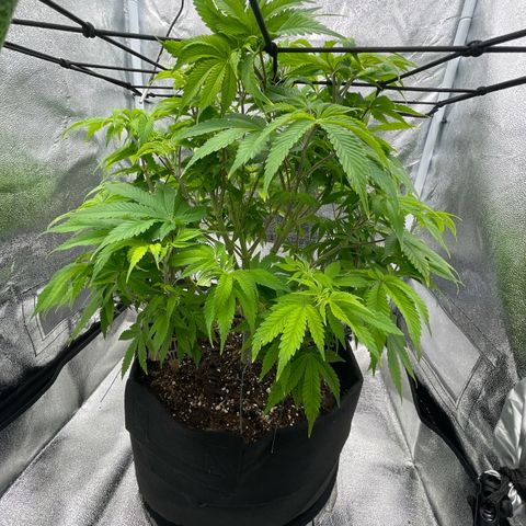 Sour diesel growlog timeline photo