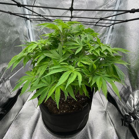 Sour diesel growlog timeline photo