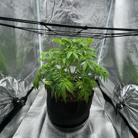 Sour diesel growlog timeline photo